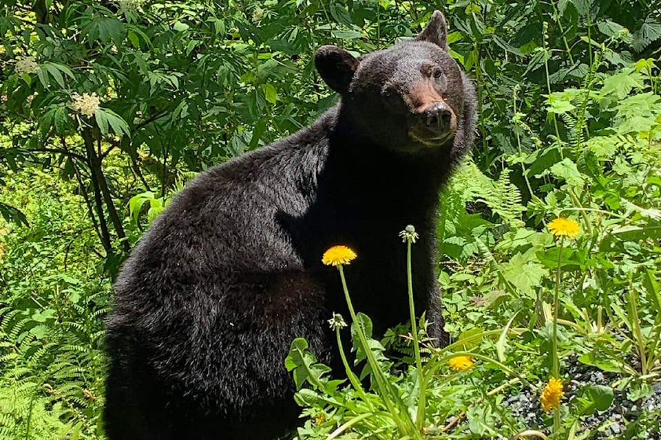 29220268_web1_copy_220524-BPD-BearGuide-BCConservation-BlackBear_1