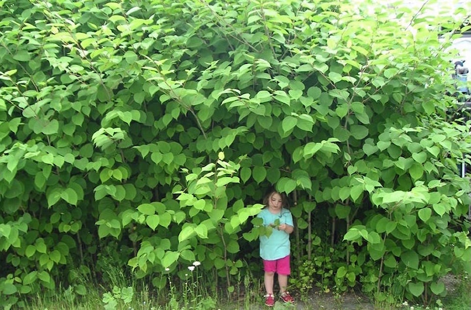 31851977_web1_230216-KWS-RDCKInvasiveSpecies-knotweed_1