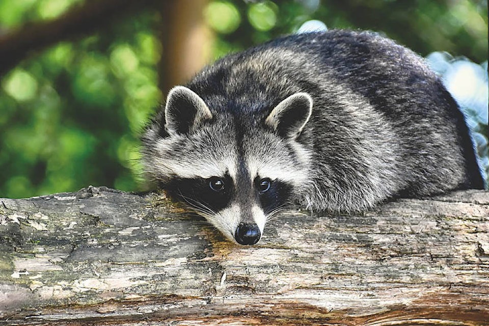 31975099_web1_230302-KCN-racoon-goes-to-school-raccoon_1