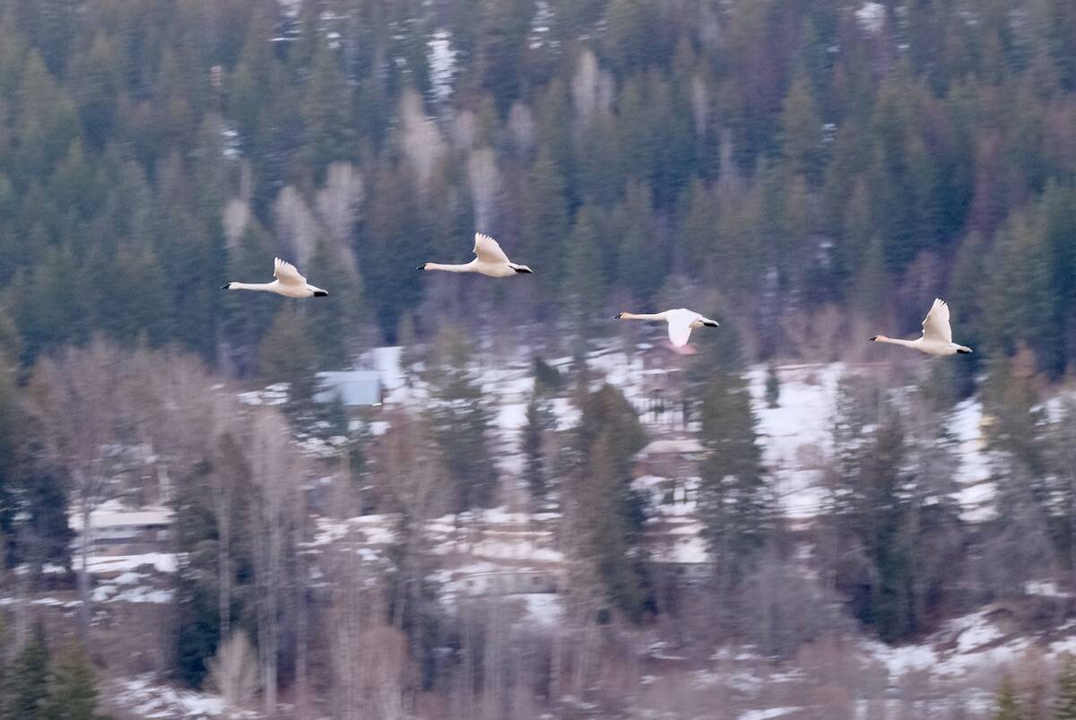 With a wingspan that can stretch to three metres, trumpeter swans are the largest species of native waterfowl in North America. Photo: Bill Metcalfe