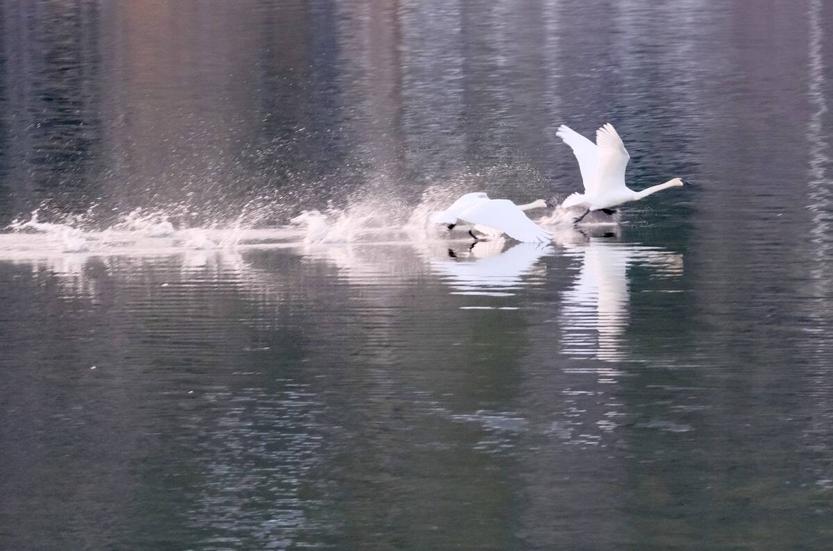 Trumpeter swans spending time in the West Kootenay will soon be leaving for northern B.C. and the Yukon. Photo: Bill Metcalfe