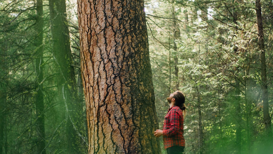 32922451_web1_230608-FFP-old-growth-forest-Eddie-Petryshen_1