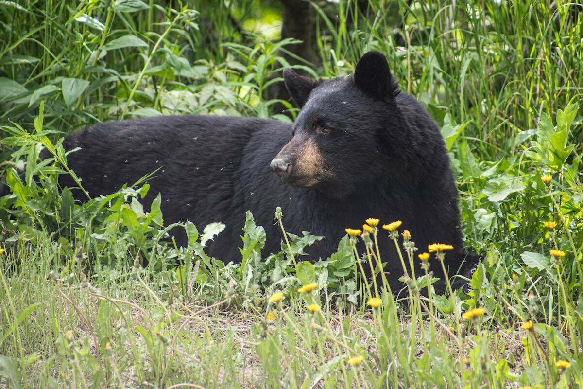 Mayor Janice Morrison says the city will step up enforcement of its bylaw prohibiting placing garbage outside or in containers accessible to bears. Photo: John Thomas/ Unsplash