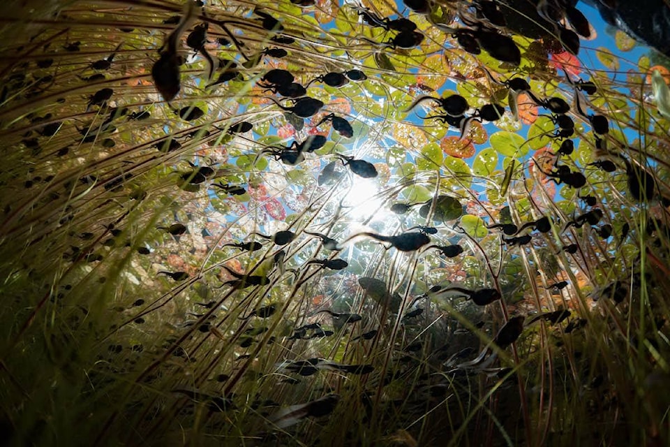33156691_web1_200916-CRM-tadpole-migration-documentary_1
