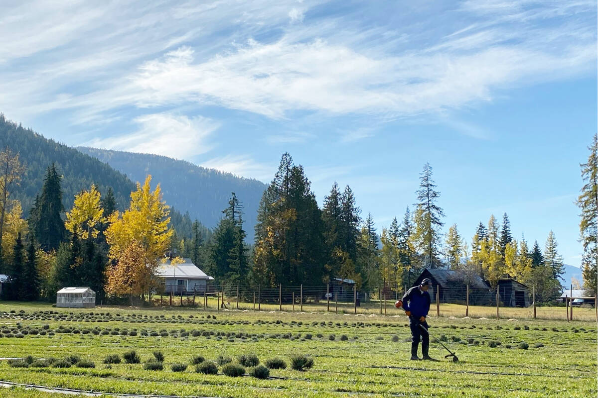 Chris Duncan, who owns Copper Mountain Lavender with his wife, Rebecca Plaine, works in the lavender fields. (Photo by Rebecca Plaine)