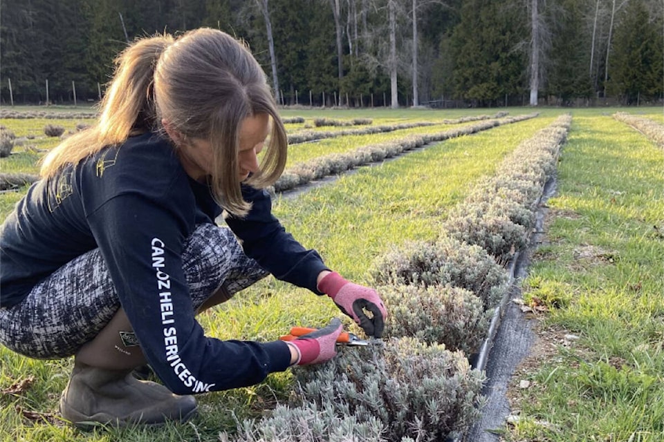 33218649_web1_copy_230501-BPD-HARVEST-Lavender-Copper-Mountain-Lavender_1