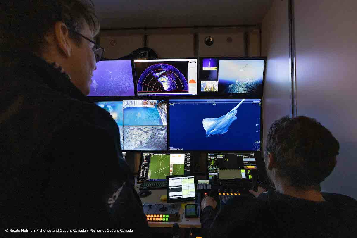 The expedition to the proposed Tang. ɢwan-hacxwiqak-Tsig̱is Marine Protection Area captured the first-ever footage of a Pacific white skate laying eggs. (Nicole Holman/Fisheries and Oceans Canada)