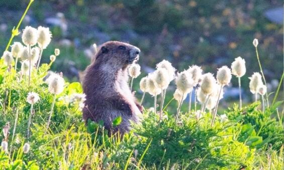 33267844_web1_marmot