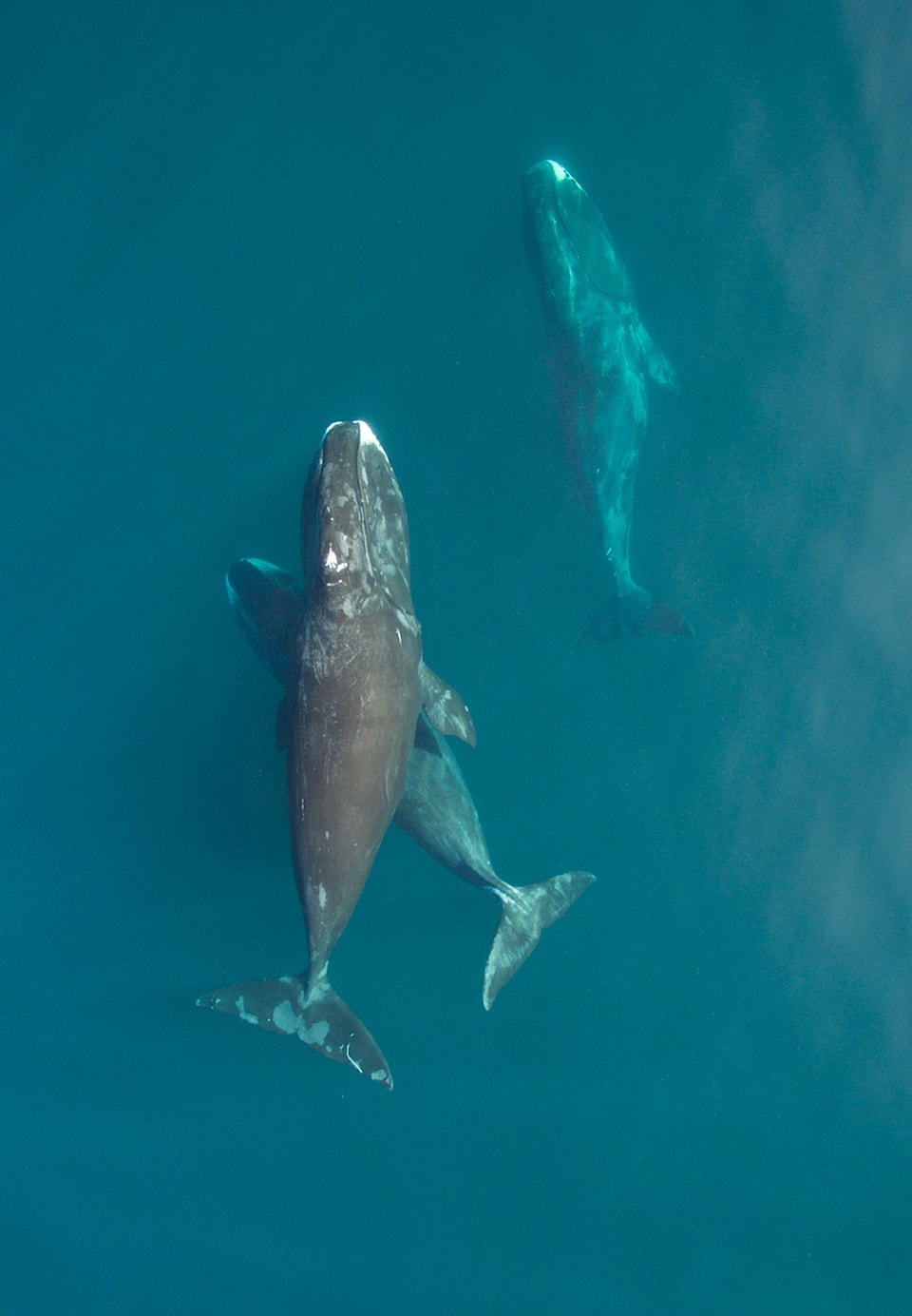 250809-nunavutnews-bowhead