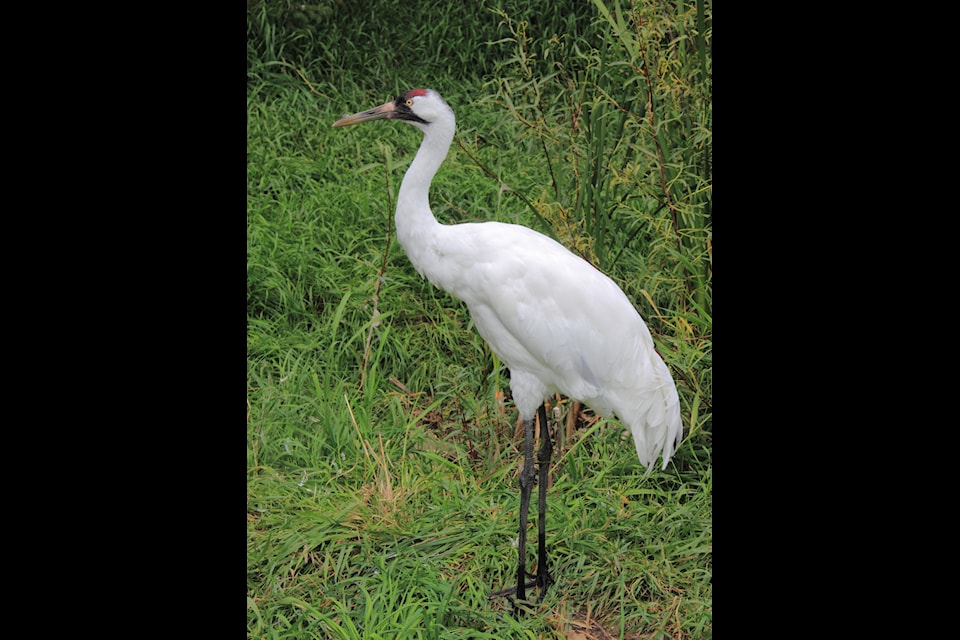 A whooping crane at the Calgary Zoo. A celebration of ongoing conservation efforts to preserve North America's tallest bird is in the works for Aug. 14 to 17 in Fort Smith. Photo courtesy Sasata/Wikimedia Commons