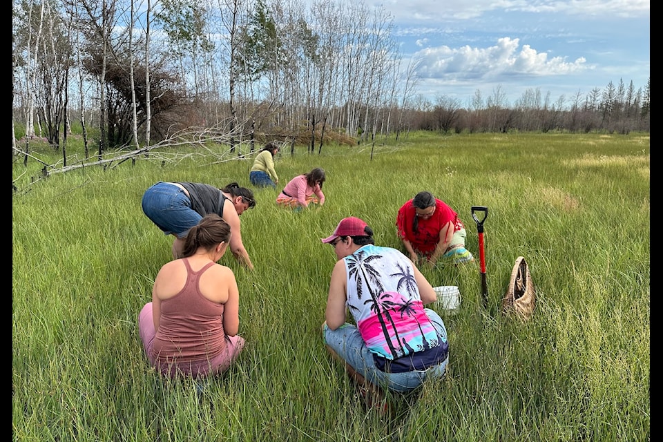 A group of women harvest sweetgrass outside Fort Smith. This is one of many traditional activities Julie Lys facilitates as part of the Northwest Territory Metis Nation's wellness program. Photo courtesy of Julie Lys