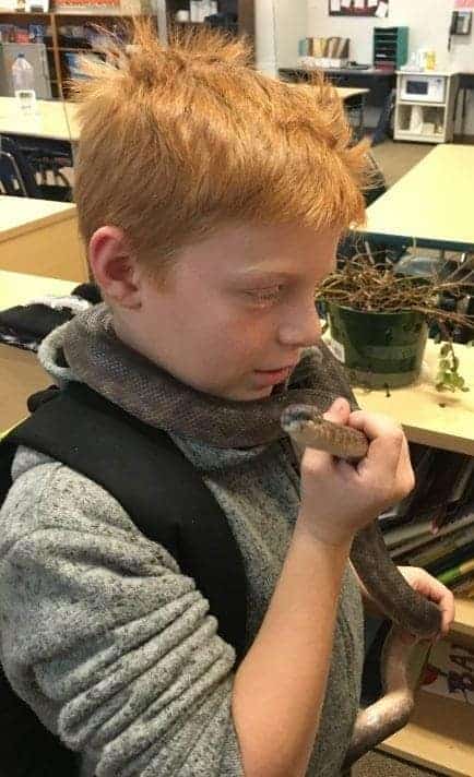 Mildred Hall student Corwin Simmons with Sophie, a pet python that was stolen from the Grade 7/8 classroom over the weekend. Principal Katey Simmons said while students have handled Sophie without any danger to themselves, there is no way to know how a wild animal in a stressful situation will react. Photo courtesy of Katey Simmons.