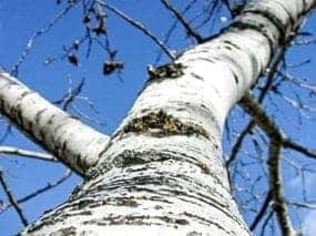 Dan McKay photoTrembling aspens are on decline in the Deh Cho.