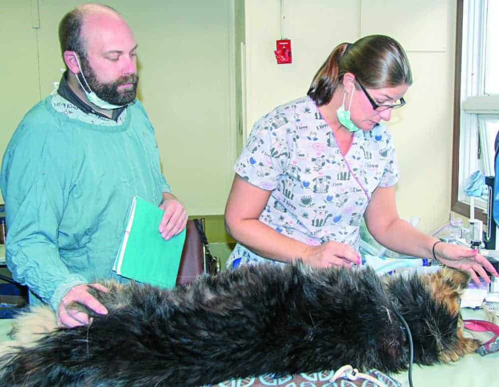 Registered veterinary technician Jenn Dakin trims some of Qinu's fur and keeps an eye on his vitals as Dr. Jonas Watson (both of Winnipeg's Tuxedo Animal Hospital) checks on his patient's recovery following its surgery at the visiting vet clinic in Rankin Inlet on Sept. 20, 2018. Darrell Greer/NNSL photo