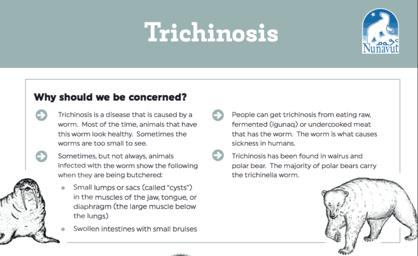 0110trichinella51