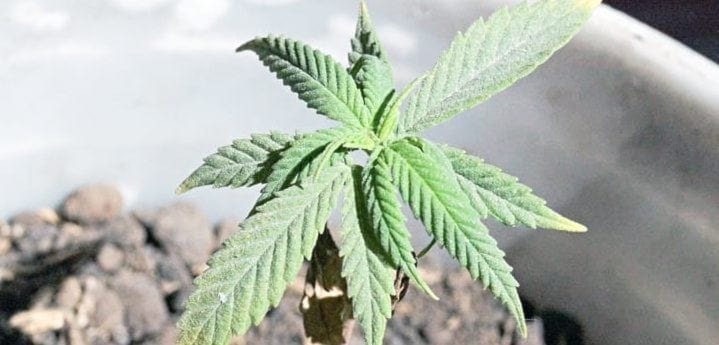 A cannabis plant. Pixabay photo
