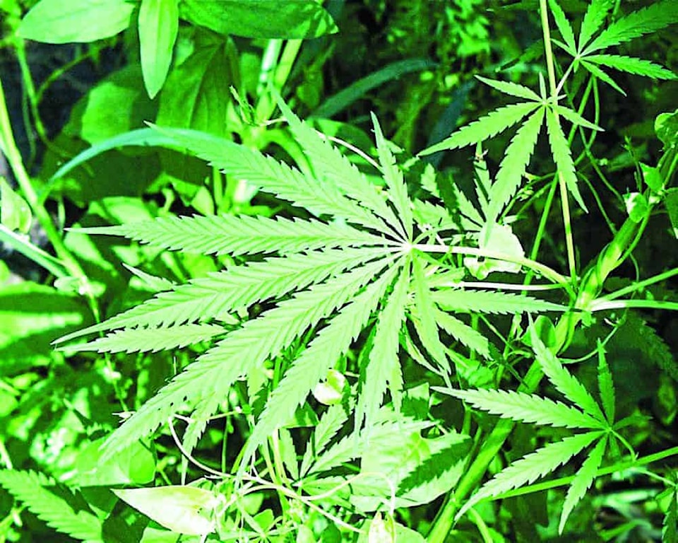 marijuana_pot_law_weed-CMYK