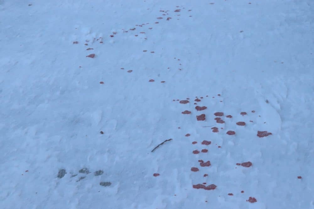 A trail of blood is seen on the sidewalk of Gitzel Street on Monday afternoon. Dylan Shor