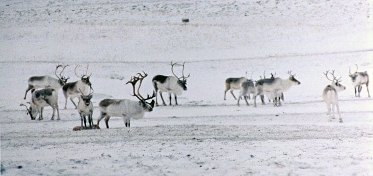 Dolphin and Union Caribou are listed as species of special concern under the NWT's Species at Risk Act. photo courtesy of Mathieu Dumond