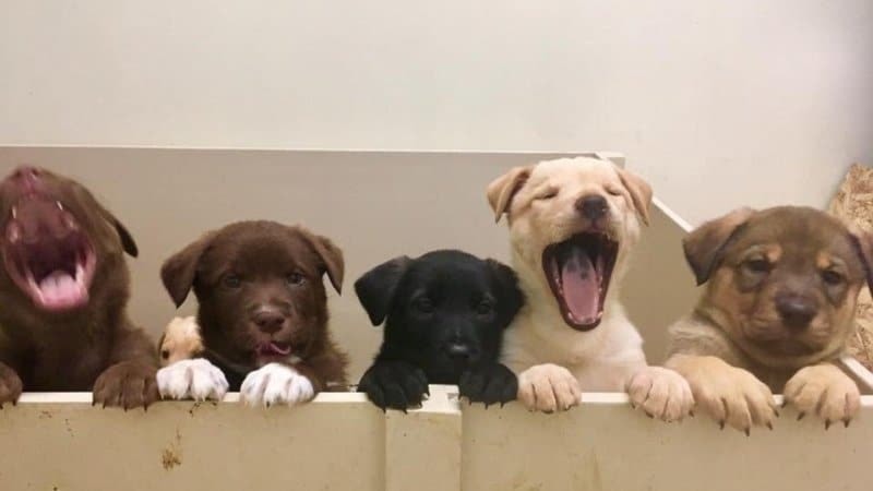 puppies-spca