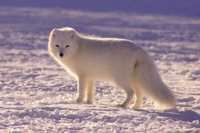 arctic-fox