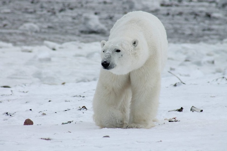 Polar bear. Pixabay photo