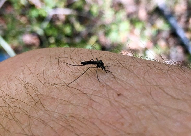 0805Mosquito61
