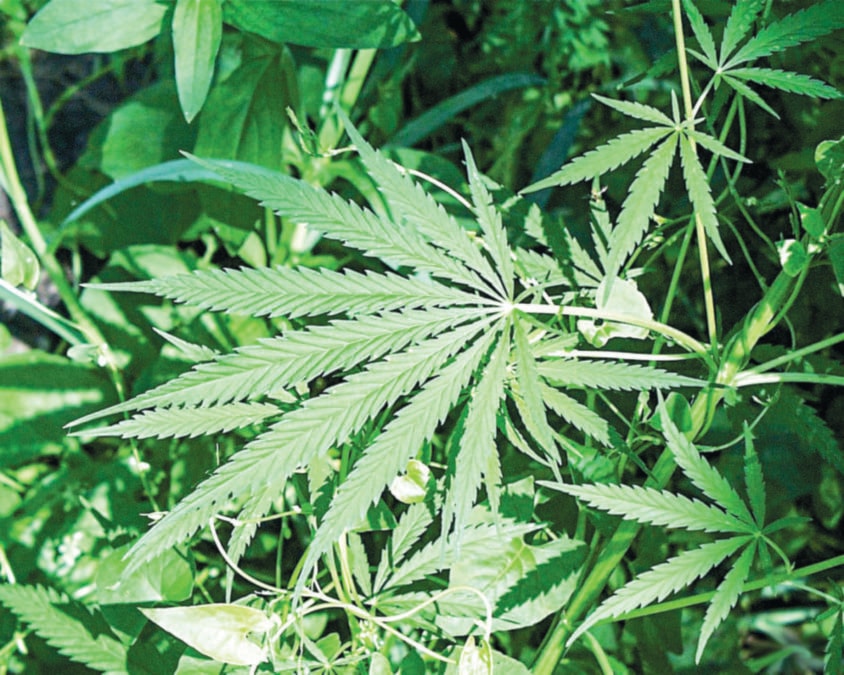 marijuana_pot_law_weed