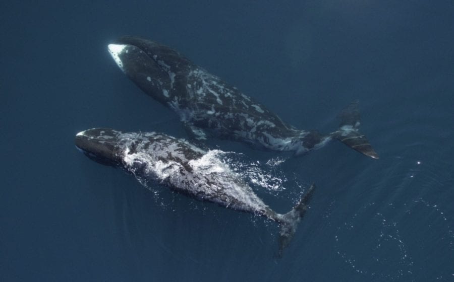 Bowhead whales. Photo courtesy of WWF Canada