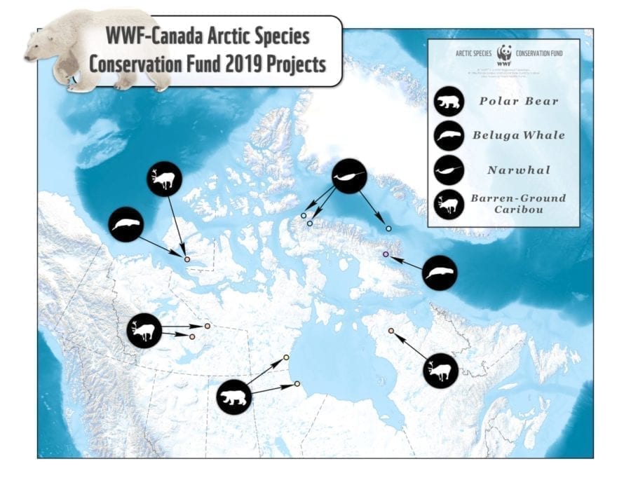 A map depicting WWF Arctic projects for 2019. image courtesy of WWF Canada