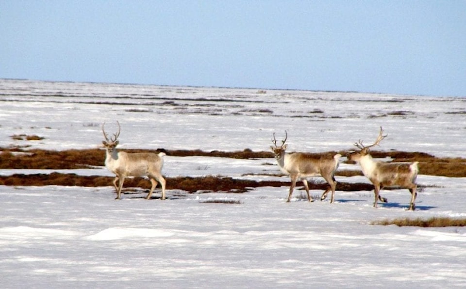 Caribou_Bluenose_East