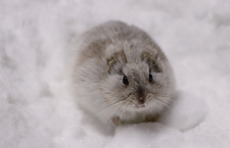 Climate change threatening lemmings