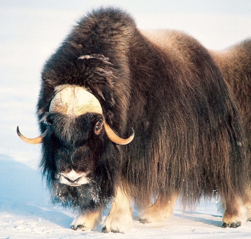 muskox in winterPhoto courtesy of NWT Arctic Tourism
