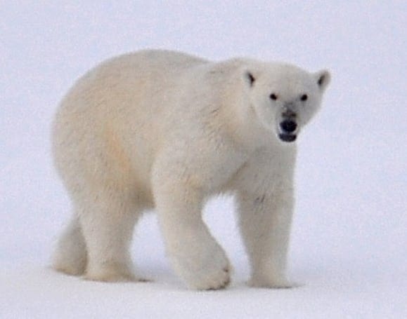 polar-bear