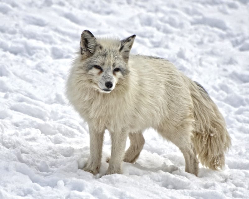 arctic fox 2