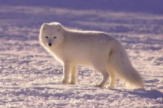 arctic-fox_web