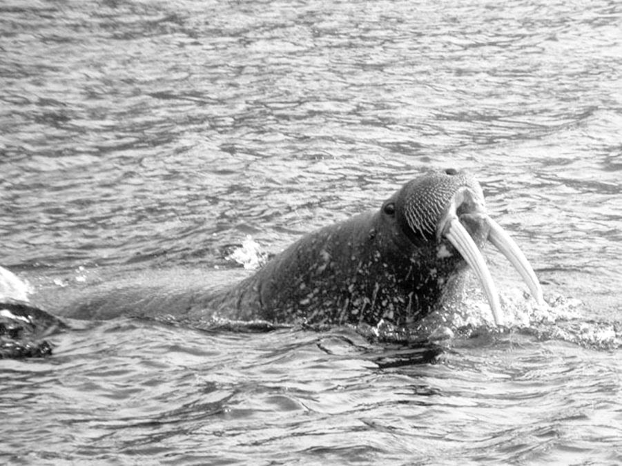 walrus_Iqaluit_fall_2007