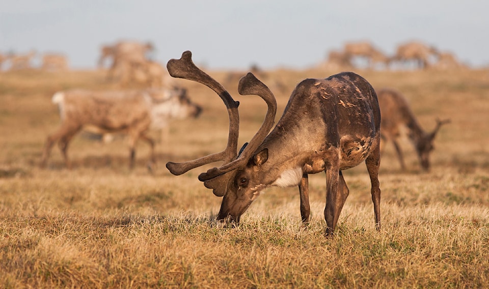 2611ArcticRefuge_#_1x