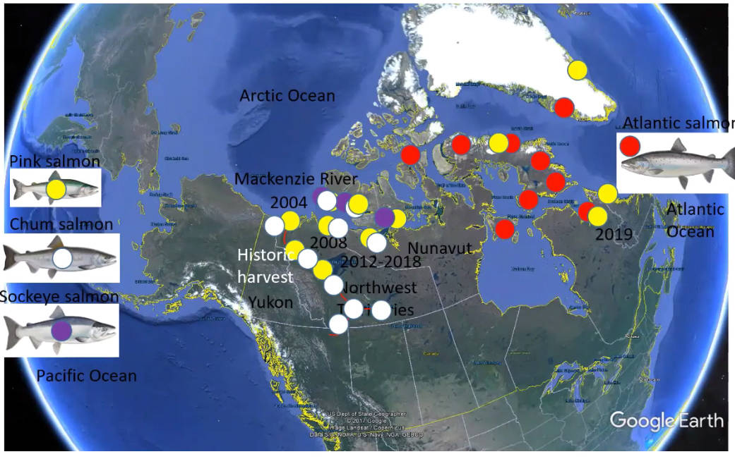 A map showing where in the Arctic salmon have been caught. While there is a historic chum salmon population that had colonized the Yukon river system during the last ice age 8,000 years ago, a second population is believed to be moving along the Arctic coast from Russia. screenshot courtesy of Aurora Research Institute