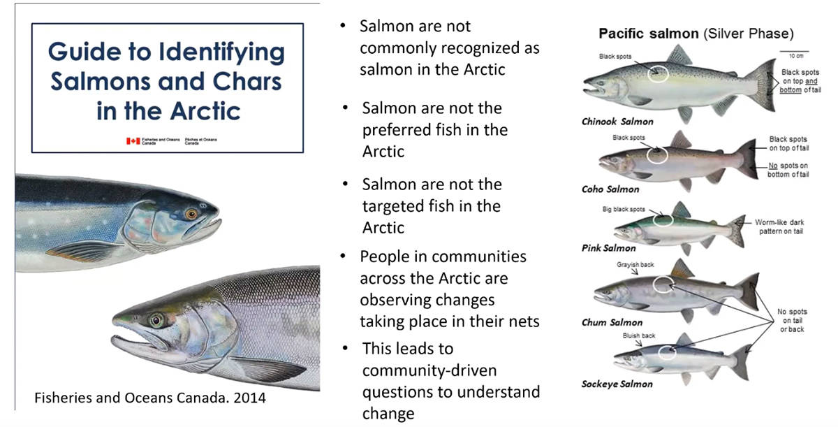 Know your salmon this chart from the Arctic Salmon Project details the different types of salmon now found in the Arctic. It points out key features to identify in colour, size and shape. screenshot courtesy of Aurora Research Institute