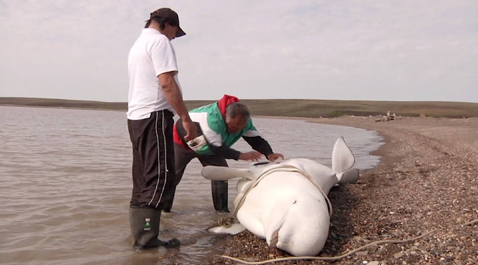 25393772_web1_210610-INU-BelugaHarvesting-beach_1