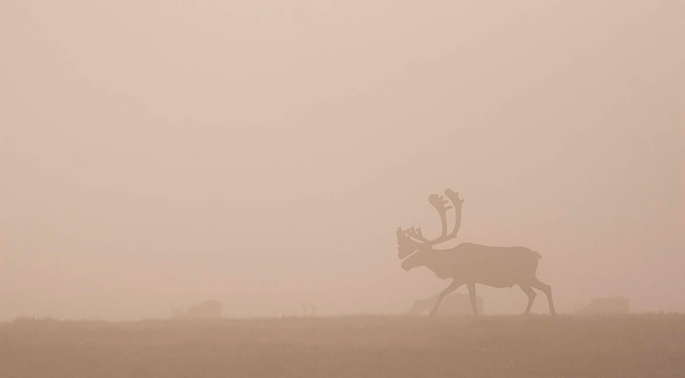 25537428_web1_210624-INU-ArcticRefuge-caribou_1