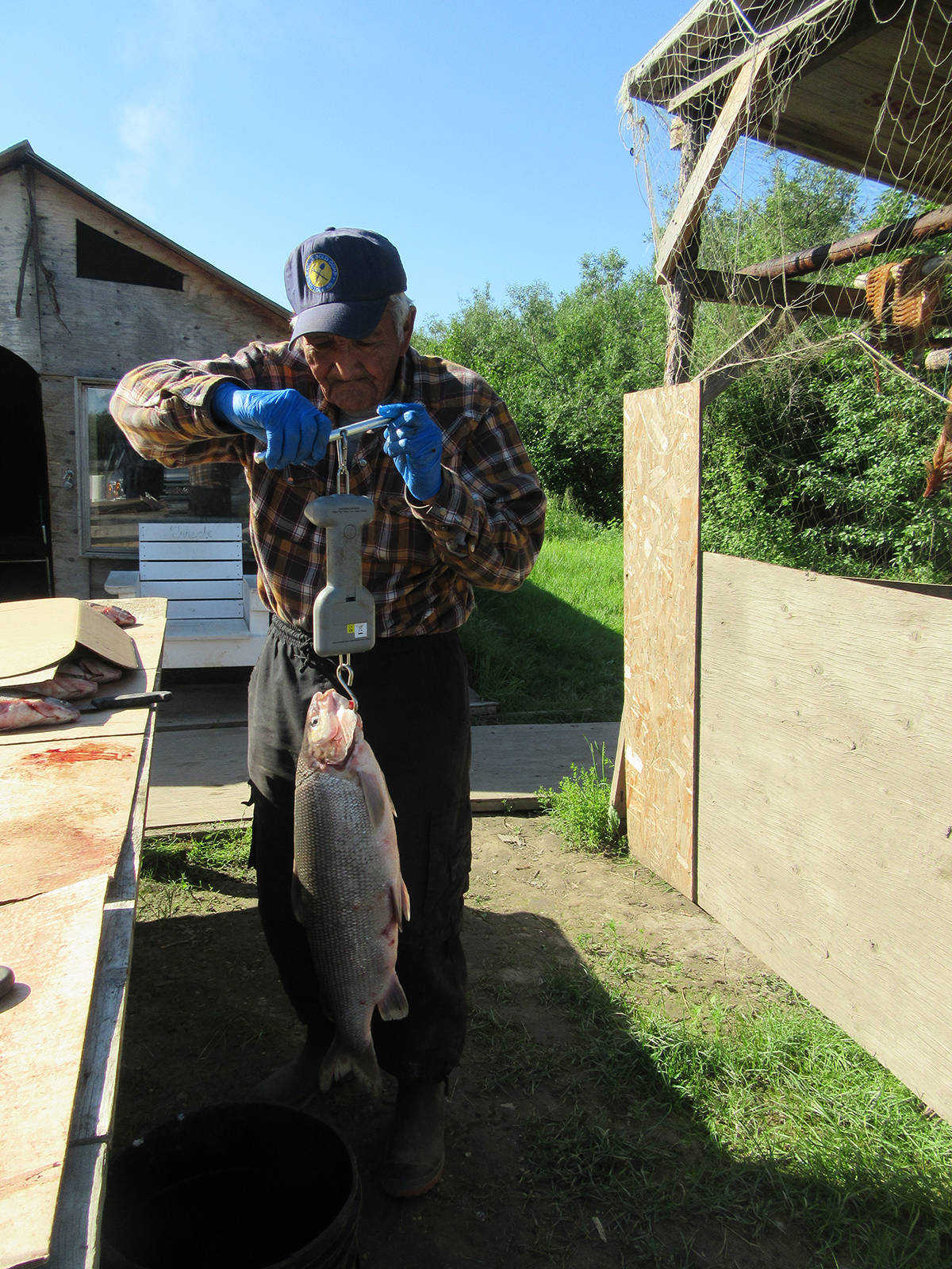 Ernest Vittrekwa cleans fish at his camp. Gwich’in Elders are learning to adapt their practices to changing circumstances as climate change progresses. Photo courtesy of Arlyn Charlie