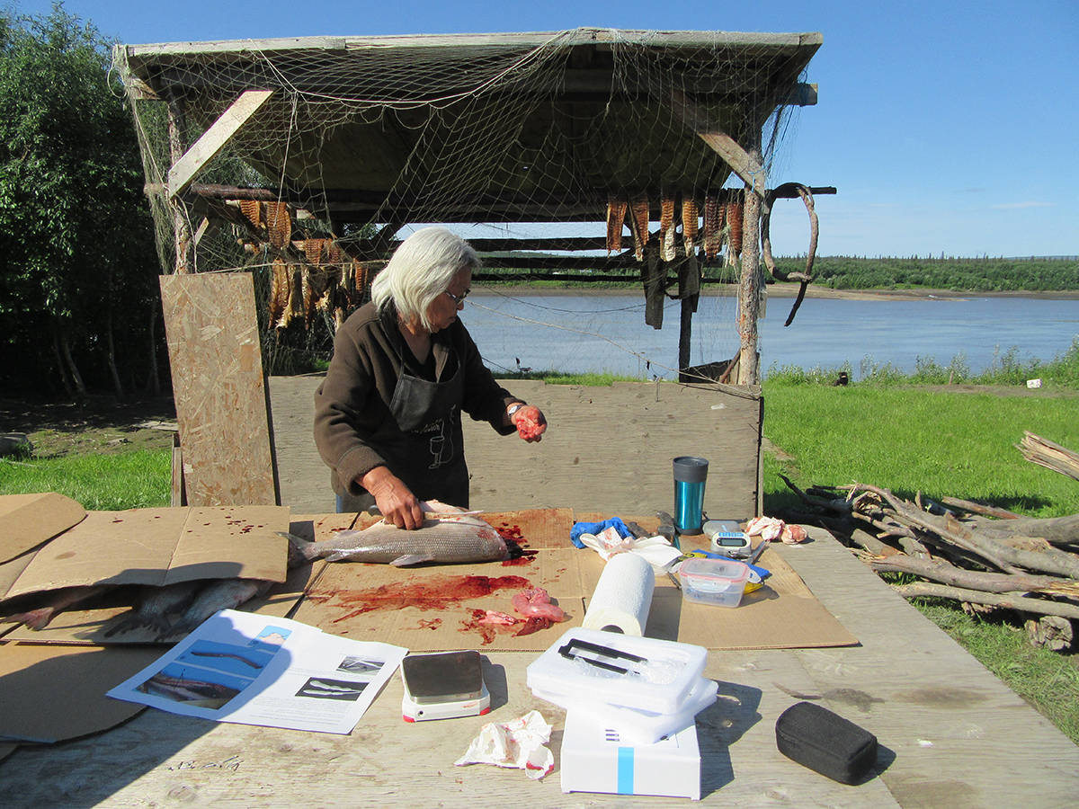 Alice Vittrekwa prepares whitefish at her camp. By introducing a wood stove to her drying process, she’s been able to work around unseasonably wet and cool summers. Photo courtesy of Arlyn Charlie