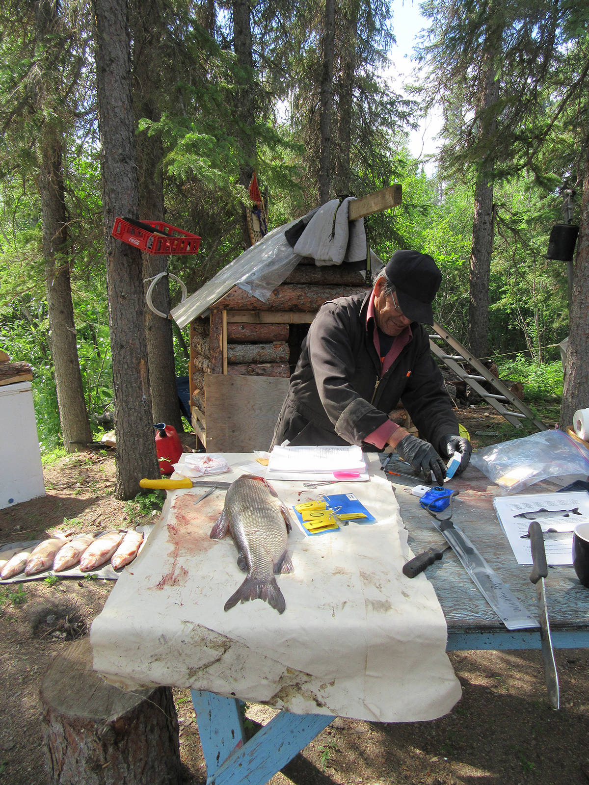 Abe Stewart at his cabin. Stewart says he’s never seen water levels in the Peel River lower than at certain points of the summer of 2019. Photo courtesy of Tracey Proverbs