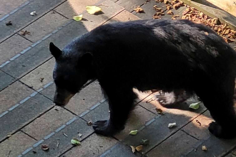 26034766_web1_Bears-JUE-210804-Bear_1