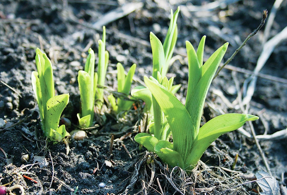 26086514_web1_210811-YEL-gardenstudy-produce_2