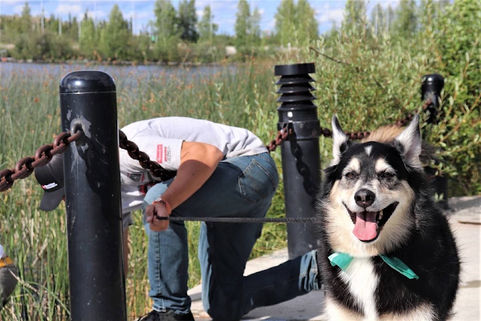 26143451_web1_210823-NNO-VetCostsCovered-Dog_1