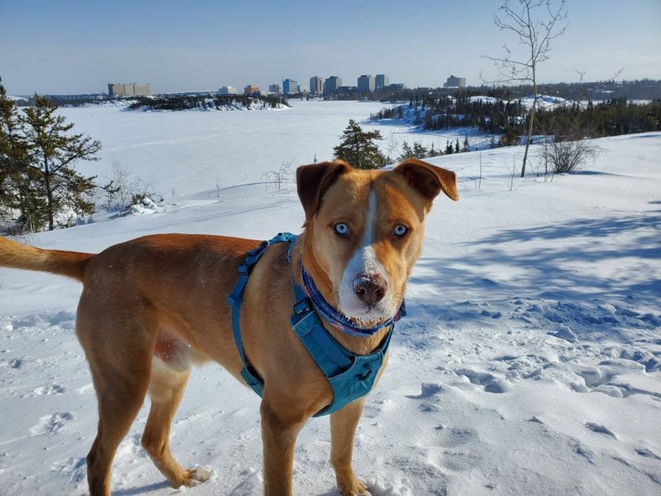 Zev goes for a frosty run by Frame Lake. photo courtesy of Brendan Hancock