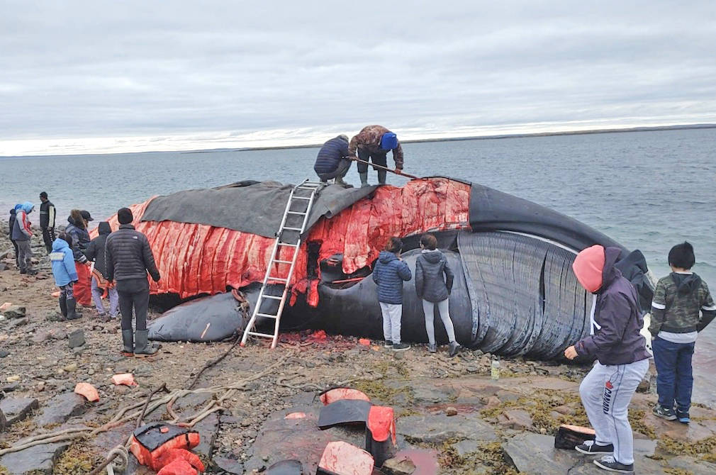The bowhead whale which Baker Lake hunters harvested is butchered for maktak on Harbour Island on Aug. 17. Baker聮s Lake proclaimed the hunt as a historic day for the community. Photo courtesy of Dino Mablik